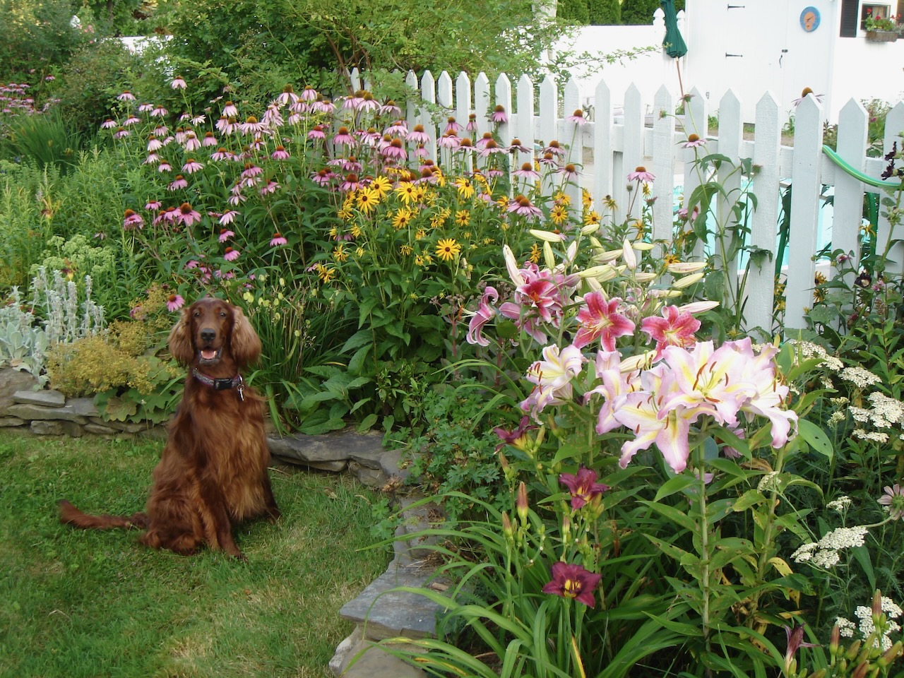 Mary Lynn Broe's Irish setter in the garden