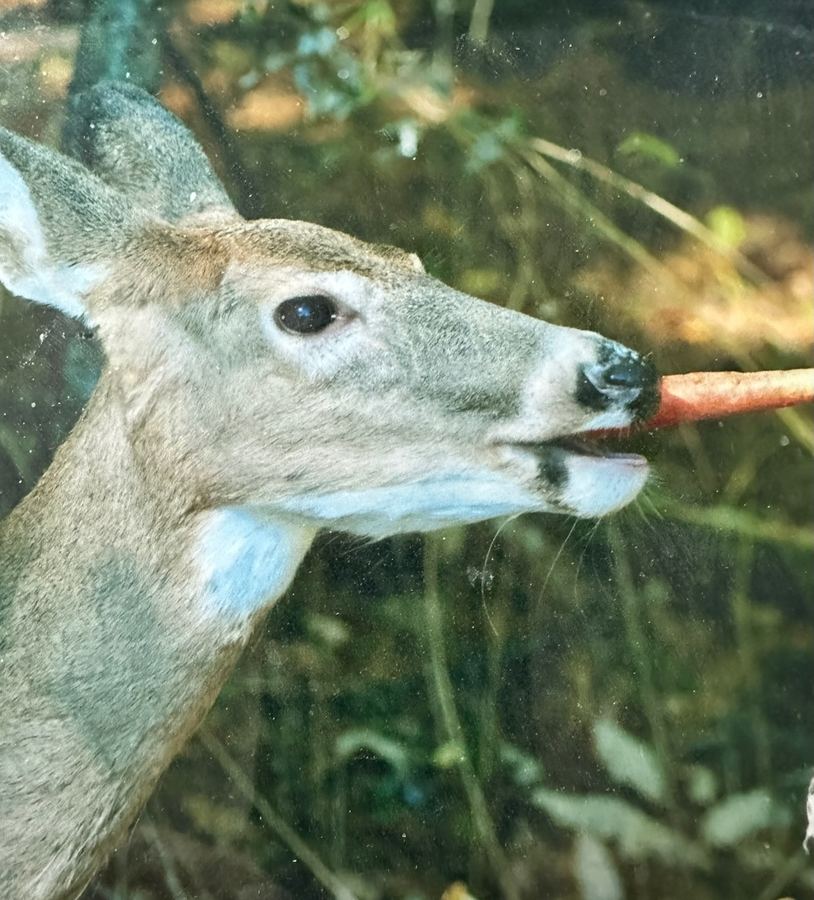 Deer eating a carrot