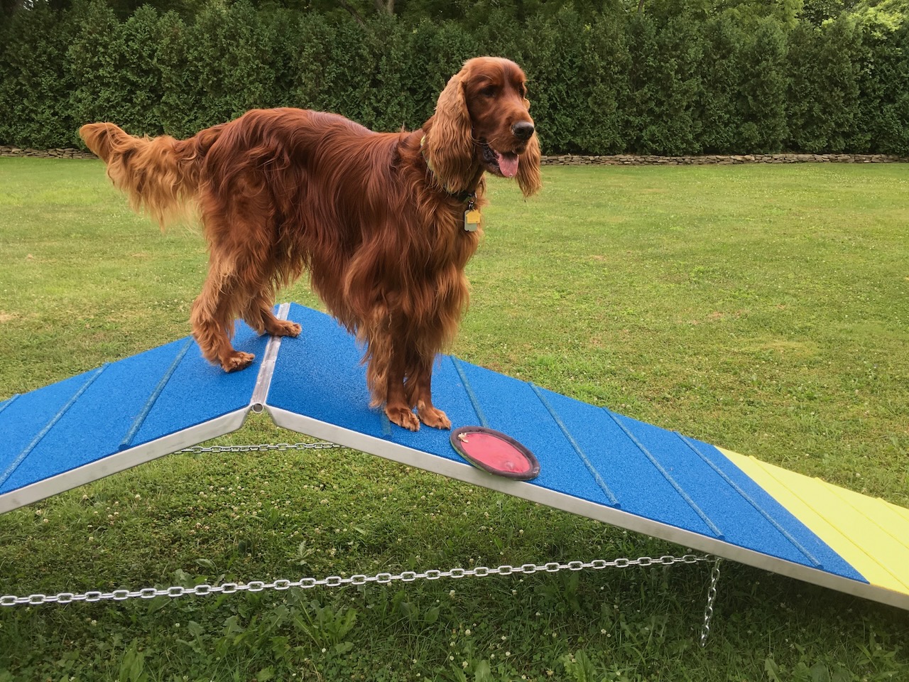 Mary Lynn Broe's Irish setter